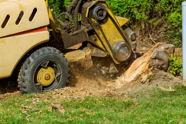 The Steps Involved in Our Tree Care Process in Sherwood, AR